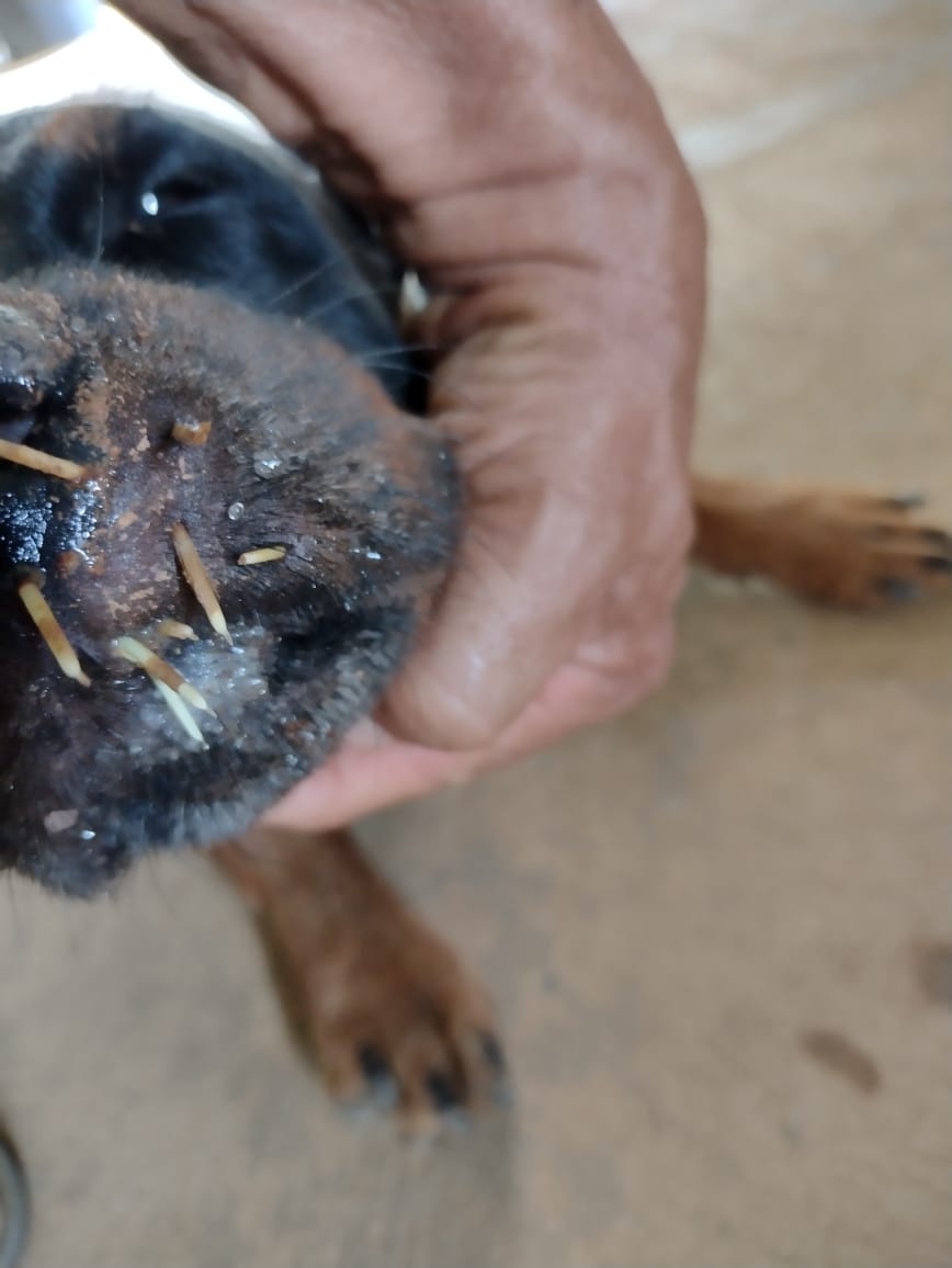 Porco-espinho revida ataque e quatro cachorros ficam feridos - Notícias de  Três Lagoas - Rádio Caçula